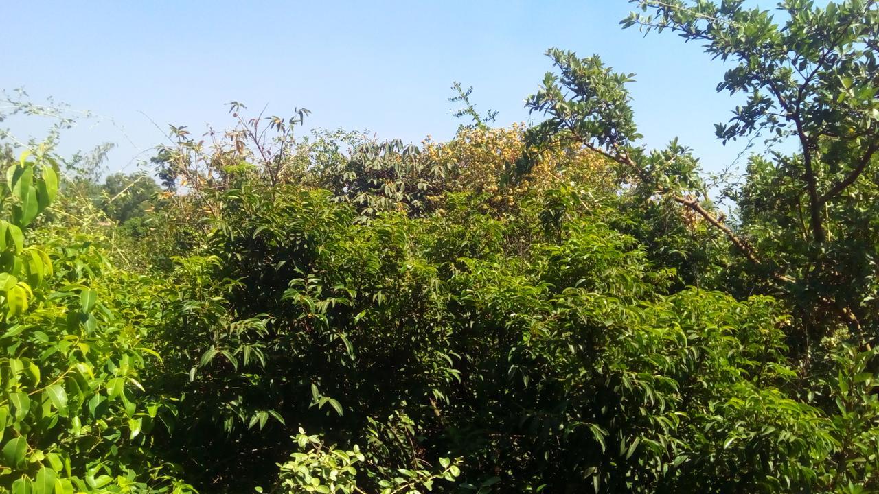 Hotel Tree Top Mahābaleshwar Exterior foto